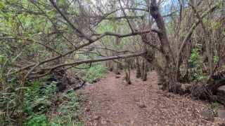 2024-01-GranCan-Barranco_de_los_Cernicalos-046.jpg